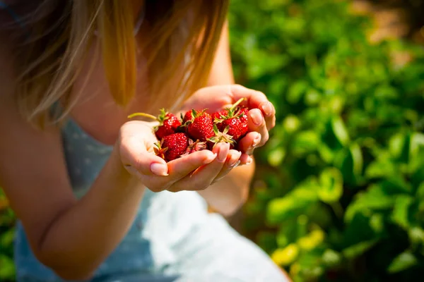 Μια Χούφτα Κόκκινες Ώριμες Φράουλες Φρεσκομαζεμένες Γυναικεία Χέρια Φωτογραφία Αρχείου