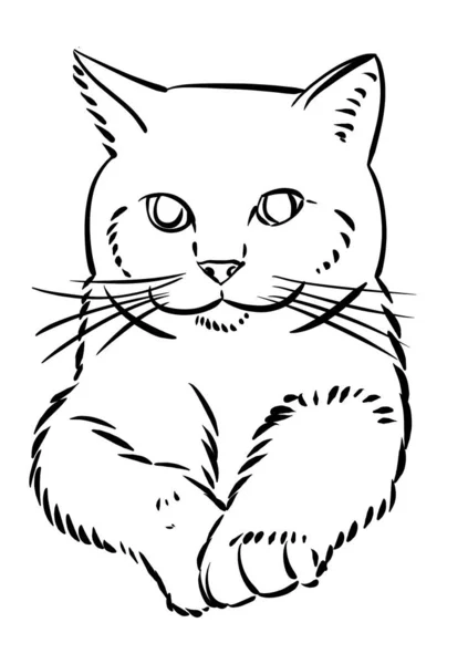 Cat Kreslená Kočka Jedné Linii Černé Bílé — Stock fotografie