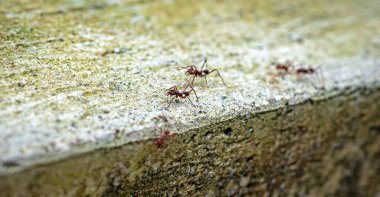 Çalışan karıncalara yakından bakın. Bazılarının yaprakları var, bazılarının yok. Hepsi koloni halinde çalışıyor. Ekvador, Pichincha ilinin Mindo kasabasının dışında.