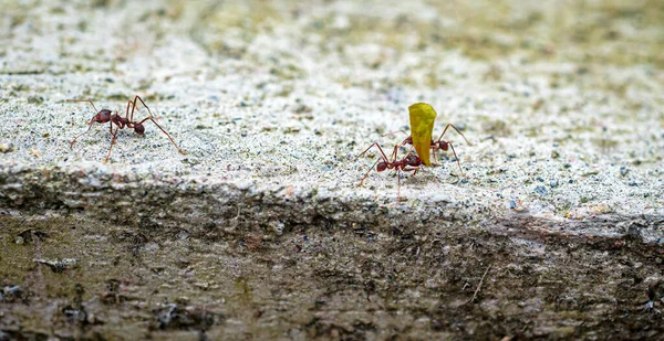 Çalışan Karıncalara Yakından Bakın Bazılarının Yaprakları Var Bazılarının Yok Hepsi — Stok fotoğraf