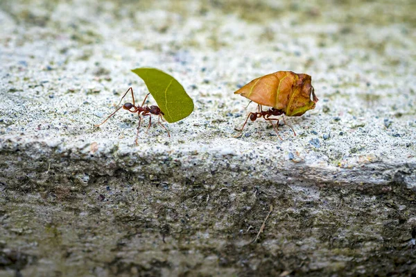 Up close view of working ants, some with leafs and others without, all working together as a colony. Outskirts of the town of Mindo, Pichincha province, Ecuador