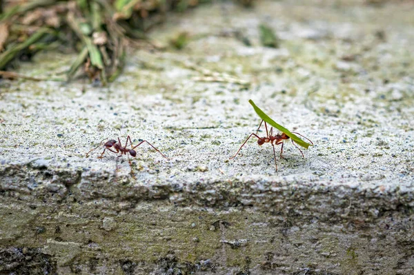 Visão Perto Das Formigas Trabalhadoras Algumas Com Folhas Outras Sem — Fotografia de Stock