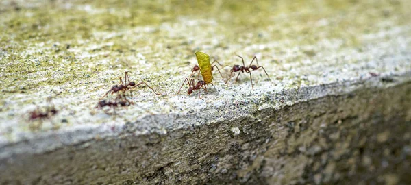 Στενή Θέα Των Εργαζόμενων Μυρμηγκιών Μερικοί Φύλλα Και Άλλοι Χωρίς — Φωτογραφία Αρχείου