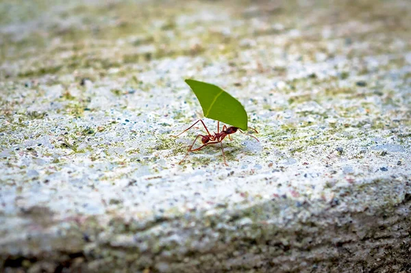 Close View Working Ants Some Leafs Others All Working Together — Stock Photo, Image