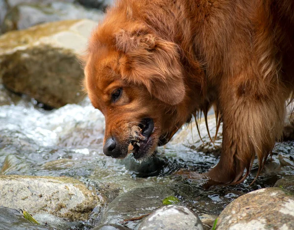 Una Perra Perrera Dorada Jugando Con Palo Madera Alrededor Río —  Fotos de Stock
