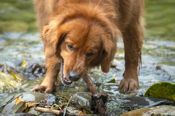 Una Perra Perrera Dorada Jugando Con Palo Madera Alrededor Río —  Fotos de Stock