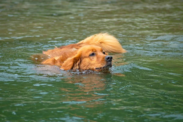 一只金毛猎犬在河里游来游去 寻找它的木棍 图库照片