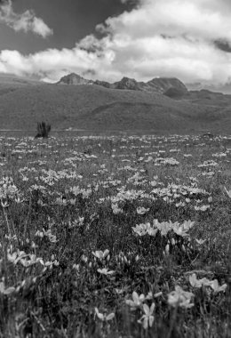 Ruminahui yanardağının Cotopaxi Ulusal Parkı içindeki siyah ve beyaz dikey görüntüsü ve ön plandaki pembe çiçekler. Ekvador.