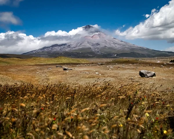 Thin Straw Movement Caused Strong Winds Cotopaxi National Park Cotopaxi — Stock Photo, Image