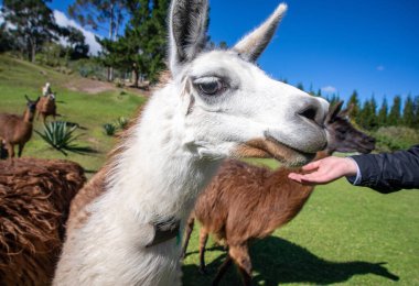 Her renkten ve boyuttan lambalar bir tarlada yürüyor ve güneşli güzel bir öğleden sonranın tadını çıkarıyor. Cochasqui, Ekvador.