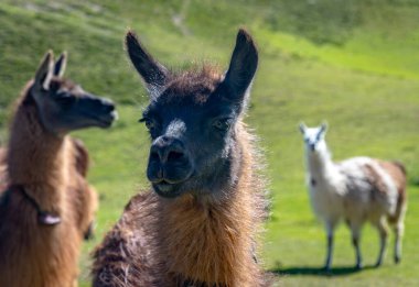 Her renkten ve boyuttan lambalar bir tarlada yürüyor ve güneşli güzel bir öğleden sonranın tadını çıkarıyor. Cochasqui, Ekvador.