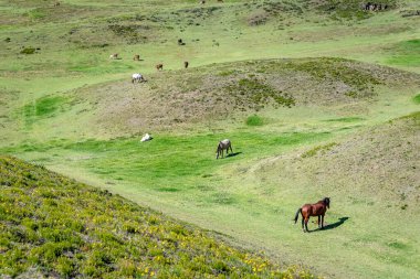 Horses eating grass in a field that is part of the touristic attraction park known as Las Piramides de Cochasqui (Cochasqui Pyramids), on a sunny afternoon. Cochasqui, Ecuador. clipart