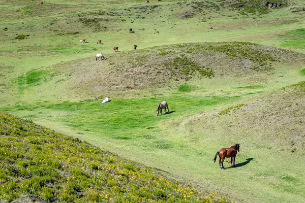 stock image Horses eating grass in a field that is part of the touristic attraction park known as Las Piramides de Cochasqui (Cochasqui Pyramids), on a sunny afternoon. Cochasqui, Ecuador.