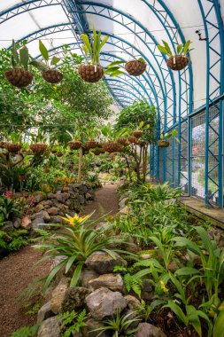Quito, Pichincha, Ekvador - Kasım 2013: Jardin Botanik Bahçesi 'nde (Botanik Bahçesi) bitkiler, çiçekler ve bahçeler.