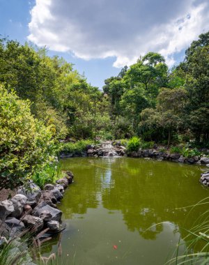 Quito, Pichincha, Ekvador - Kasım 2013: Jardin Botanik Bahçesi 'nde (Botanik Bahçesi) bitkiler, çiçekler ve bahçeler.