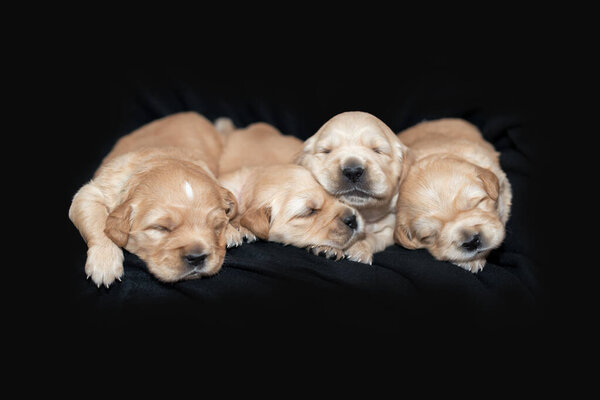 Cute dog puppies on black background - Golden Retriever — Stock Image Cute Dog Puppies Black Background Golden Retriever Royalty Free Stock Images