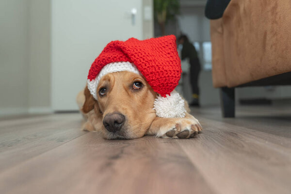 Dog wearing a Santa hat - Golden Retriever — Stock Image Dog Wearing Santa Hat Golden Retriever Stock Picture