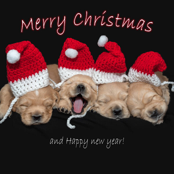 Cute dog puppies wearing a Santa hat - Golden Retriever — Stock Image Cute Dog Puppies Wearing Santa Hat Golden Retriever Stock Photo