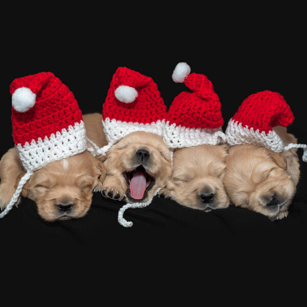Cute dog puppies wearing a Santa hat - Golden Retriever — Stock Image Cute Dog Puppies Wearing Santa Hat Golden Retriever Stock Photo