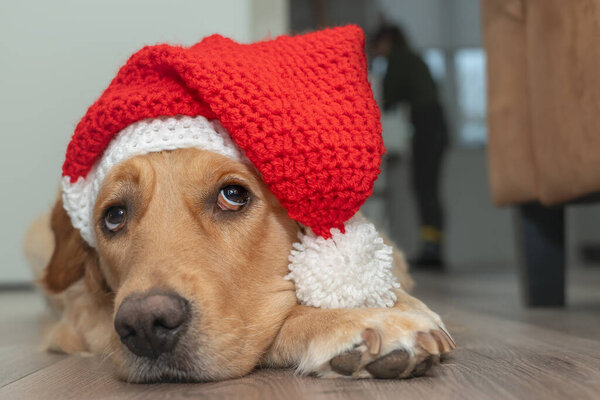 Dog wearing a Santa hat - Golden Retriever — Stock Image Dog Wearing Santa Hat Golden Retriever Stock Image