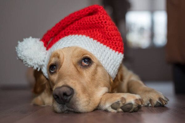 Dog wearing a Santa hat - Golden Retriever — Stock Image Dog Wearing Santa Hat Golden Retriever Royalty Free Stock Images