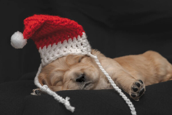 Cute dog puppy's wearing a Santa hat - Golden Retriever — Stock Image Cute Dog Puppy Wearing Santa Hat Golden Retriever Royalty Free Stock Photos