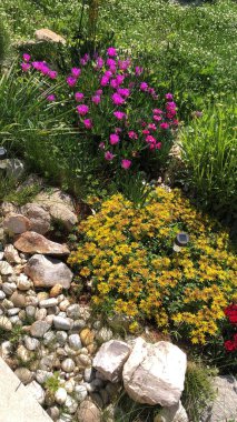 Doğanın sulu çiçekleri