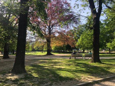 Avrupa 'da bir parkta baharda çiçek açan ağaç