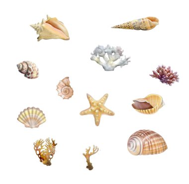 beyaz arkaplanda deniz kabuğu