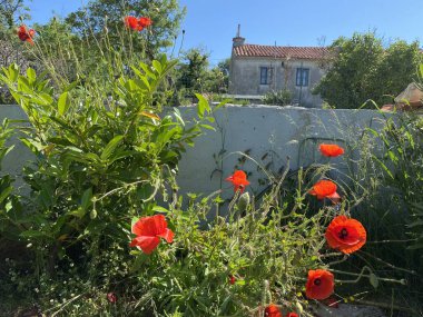 Eski İtalyan evi ve gelincikler 