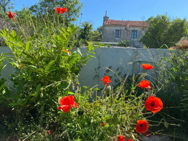 Eski İtalyan evi ve gelincikler 