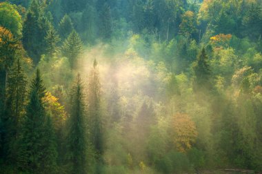 Sisli herdem yeşil orman Snoqualmie Nehri, Pacific Northwest, Washington, ABD'deki üzerinde parlıyor yapraklara
