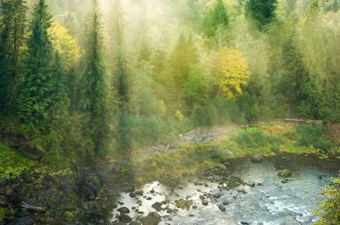 Sisli herdem yeşil orman Snoqualmie Nehri, Pacific Northwest, Washington, ABD'deki üzerinde parlıyor yapraklara