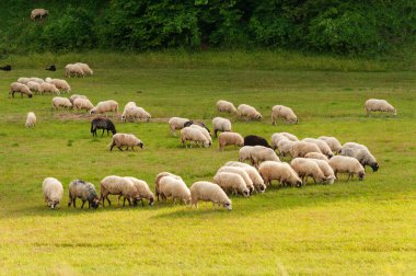 Orta Hırvatistan 'ın güneşli çayırlarında otlayan koyun sürüsü
