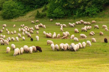 Orta Hırvatistan 'ın güneşli çayırlarında otlayan koyun sürüsü