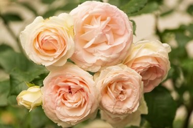 Bir demet soluk pembe bahçe gülü açmıştı.