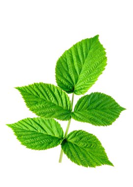 Temiz beyaz arkaplan ve canlı renkler gösteren yemyeşil bir yaprağın çarpıcı bir görüntüsü.