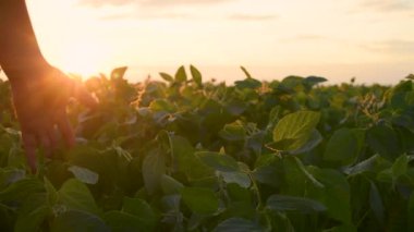 soya fasulyesi yetiştiriciliği. Çiftçi eli yeşil soya yaprağına dokunuyor. Çiftçilik işi konsepti. soya fasulyesi ekimi, yaşam tarzı, bitki bakımı. Soya tarlasında çalışan çiftçi