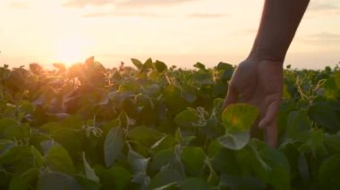 soya fasulyesi yetiştiriciliği. Çiftçi eli yeşil soya yaprağına dokunuyor. Çiftçilik işi konsepti. soya fasulyesi ekimi, yaşam tarzı, bitki bakımı. Soya tarlasında çalışan çiftçi