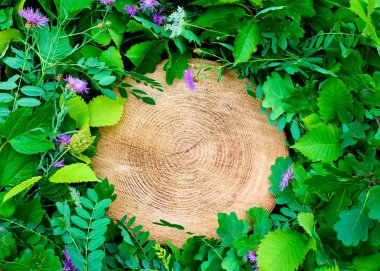 The tree stump and leaves background with oak acorns beautifully showcases the natural composition of green leaves, purple flowers and the cross section of the tree stump. clipart