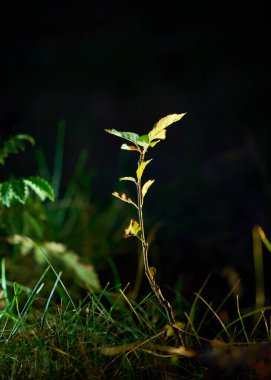 macroscopic view of young greenery, where each leaf reflects the natural beauty of nature clipart