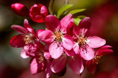 Paradise apple flowers. Blooming apple of paradise in the spring garden. Beautiful spring natural background. Nature concept for design. Close. Shallow depth. Greeting card background. Horizontal background.