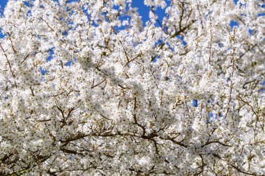  Bahar bahçesinde çiçek açan kiraz. Güzel Bahar Doğal Arkaplanı. Tasarım için doğa konsepti. Yakın çekim. Sığ derinlik. Tebrik kartı geçmişi. Yatay arkaplan.