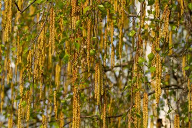 Parlak bahar arkaplanı - huş ağacında çiçek açan kedi derileri. Bahar doğası. Yaklaş. Doğal arka plan. Huş ağacı polenine alerjisi var. Soyut bahar fotoğrafı arkaplanı.