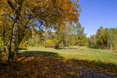 Güzel sonbahar manzarası, güneşli bir günde ön planda kuru sarı yapraklar. Sonbahar ormanında sarı ağaçlar. Sonbaharda park et. Sonbahar doğal arka planı. 