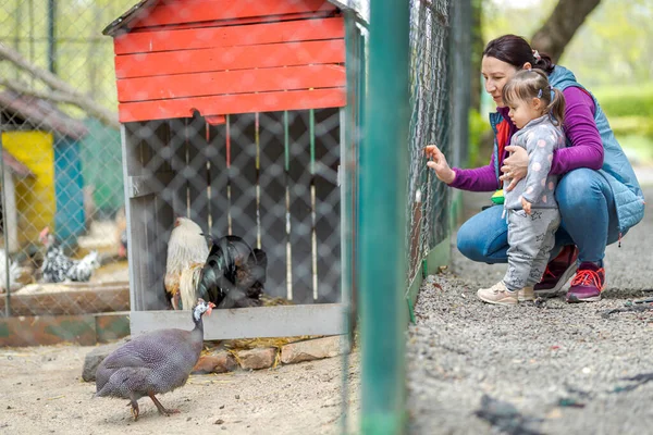 stock image Mom with little girl looking through the fence at the animals at the farm