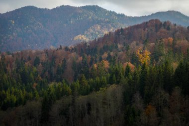 Romanya 'nın Bucegi kentinde dağlarla dolu tombul ağaçlar