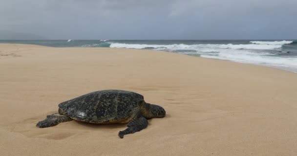 하와이 바다거북은 하와이 오하우의 모래에서 휴식을 취하고 하와이 — 비디오