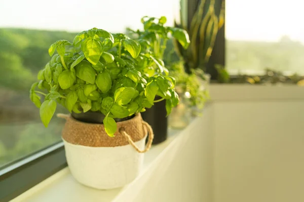 Frische Basilikum Pflanze Aus Genua Hause Fensterbank Innenwohnung Einfach Kräuter — Stockfoto