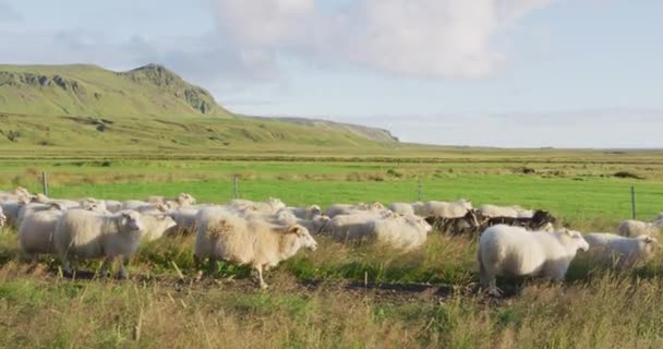 Scena Islandese Gregge Pecore Sull Erba Nel Bellissimo Paesaggio Naturale — Video Stock